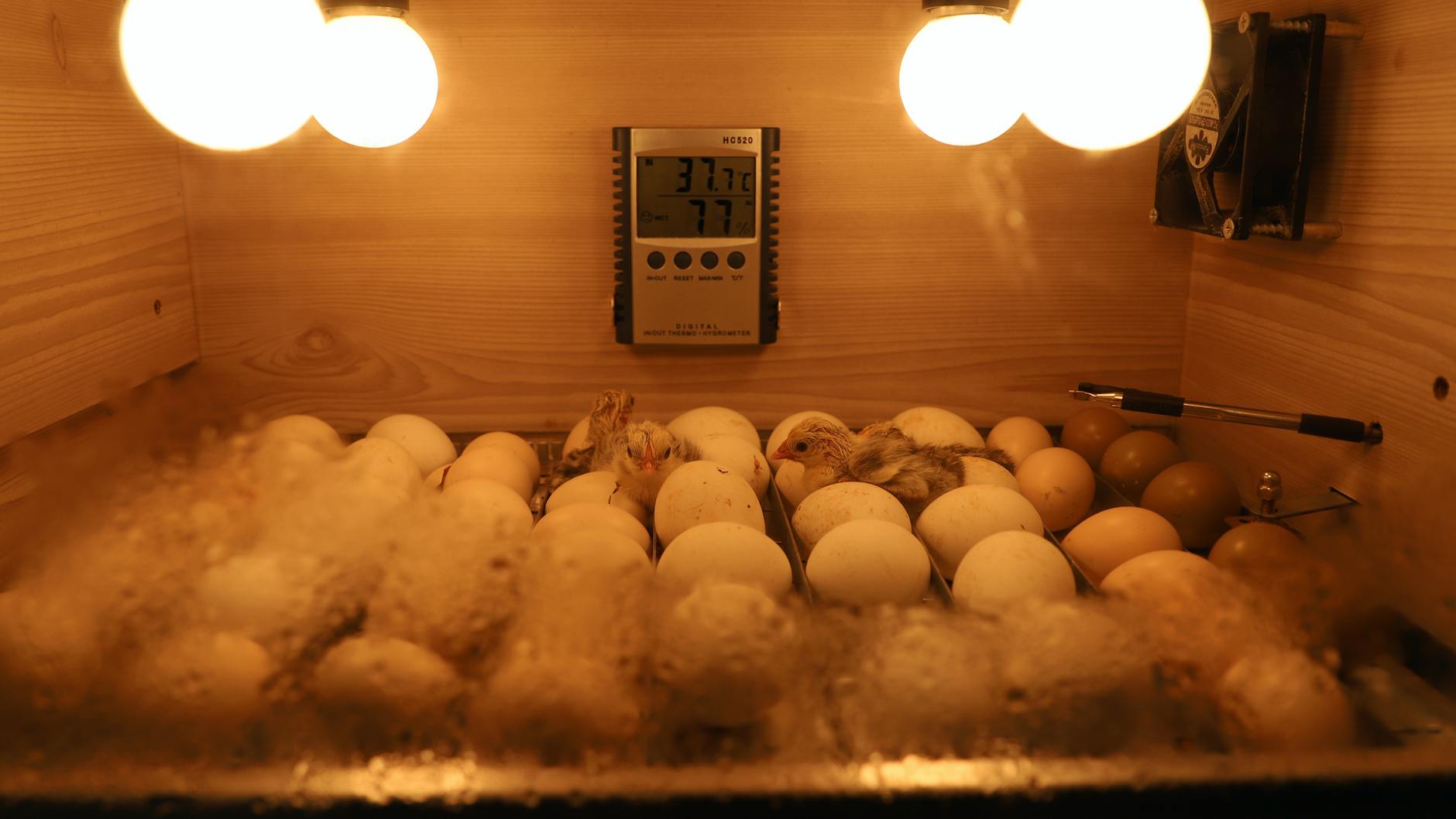 Eggs and newly hatched chicks in a warm incubator with temperature control.